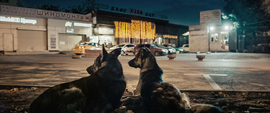 "Space Dogs" (2019); Quelle: Real Fiction Filmverleih, DFF, © RAUMZEITFILM