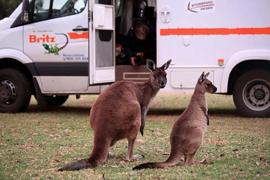 Australien in 100 Tagen