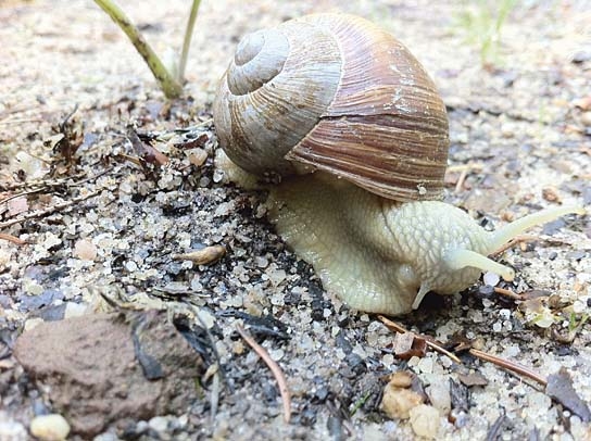 Slow - Langsam ist das neue Schnell