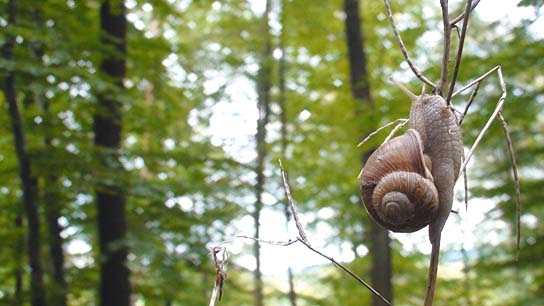 Slow - Langsam ist das neue Schnell