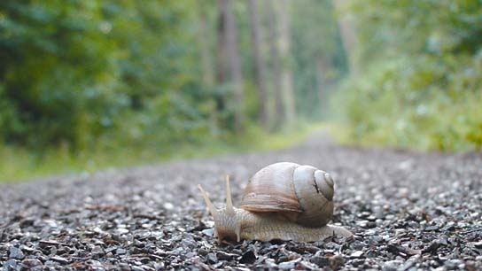 Slow - Langsam ist das neue Schnell