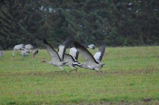 Deutschlands wilde Vögel