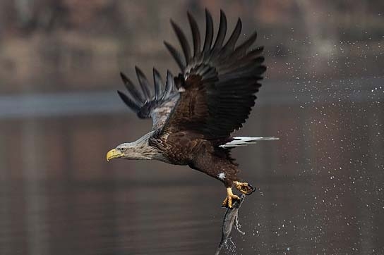 Deutschlands wilde Vögel