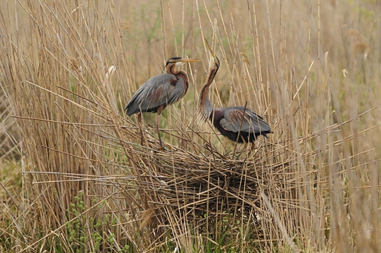 Deutschlands wilde Vögel - Teil 2, © www.deutschlands-wilde-voegel.de