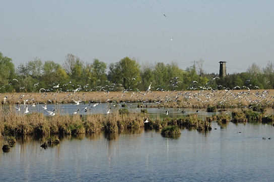 Deutschlands wilde Vögel - Teil 2, © www.deutschlands-wilde-voegel.de