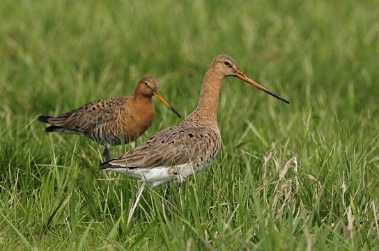 Deutschlands wilde Vögel - Teil 2, © www.deutschlands-wilde-voegel.de