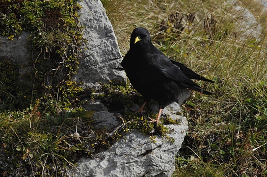 Deutschlands wilde Vögel - Teil 2, © www.deutschlands-wilde-voegel.de