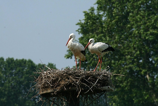 Deutschlands wilde Vögel - Teil 2, © www.deutschlands-wilde-voegel.de