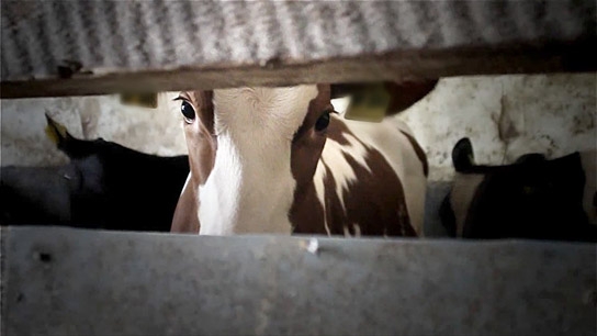 "Im Namen der Tiere", Quelle: W-film, DIF, © W-film, Sabine Kückelmann