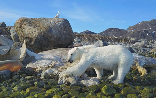 "Spitzbergen - Auf Expedition in der Arktis" (2020); Quelle: comfilm.de, DFF