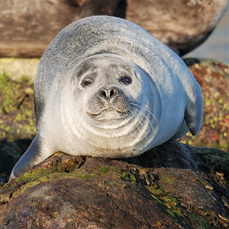 "Spitzbergen - Auf Expedition in der Arktis" (2020); Quelle: comfilm.de, DFF