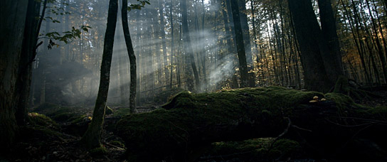 "Der wilde Wald - Natur Natur sein lassen" (2021); Quelle: mindjazz pictures, DFF