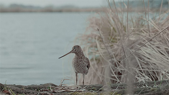 "Die toten Vögel sind oben" (2022)