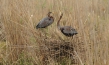 Deutschlands wilde Vögel - Teil 2, © www.deutschlands-wilde-voegel.de