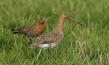 Deutschlands wilde Vögel - Teil 2, © www.deutschlands-wilde-voegel.de