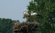 Deutschlands wilde Vögel - Teil 2, © www.deutschlands-wilde-voegel.de